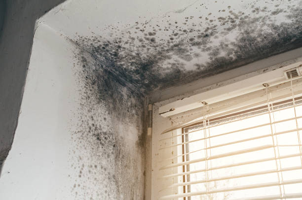 Affordable Commercial Mold Remediation solutions in Black Creek, NC